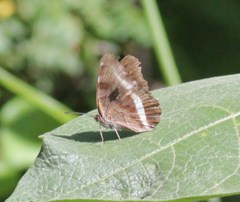 Eurytela hiarbas