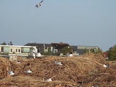 Ichthyaetus melanocephalus