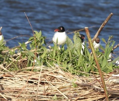 Ichthyaetus melanocephalus