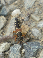 Staphylinus caesareus