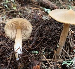 Entoloma holoconiotum