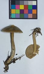 Entoloma holoconiotum