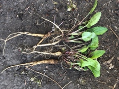 Campanula rapunculoides