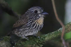 Malacoptila fulvogularis