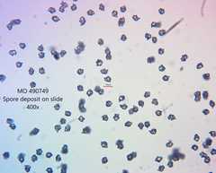 Entoloma holoconiotum