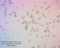 Entoloma holoconiotum