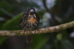 Malacoptila fulvogularis