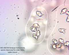 Entoloma holoconiotum