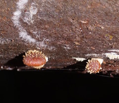Psathyrella echinata