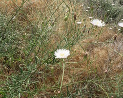 Rafinesquia californica