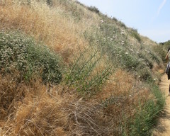 Rafinesquia californica