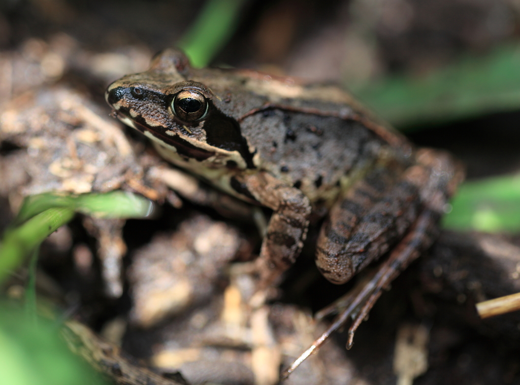Montane Brown Frog