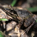 Montane Brown Frog - Photo (c) TANAKA Juuyoh (田中十洋), some rights reserved (CC BY)