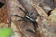 Schizocosa crassipes