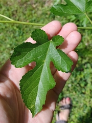 Morus alba