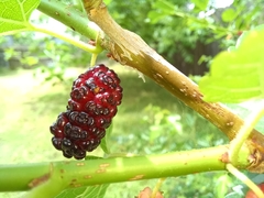 Morus alba