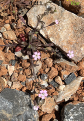 Silene sedoides