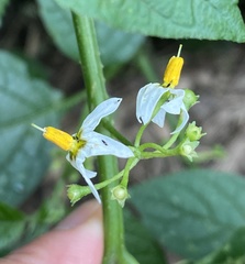 Solanum