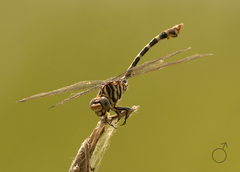 Phyllogomphoides stigmatus