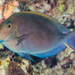Dusky Surgeonfish - Photo (c) François Libert, some rights reserved (CC BY-NC-SA)
