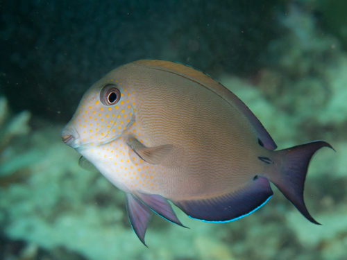 Dusky Surgeonfish