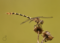 Phyllogomphoides stigmatus