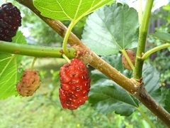 Morus alba