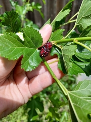 Morus alba