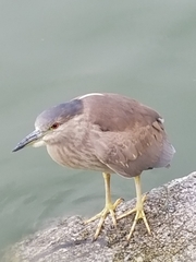 Nycticorax