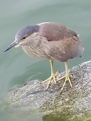 Nycticorax