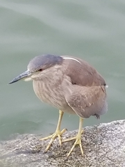 Nycticorax