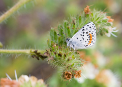 Euphilotes enoptes smithi
