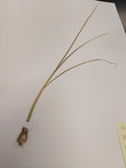 Allium canadense ecristatum