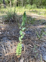 Hypericum myrtifolium
