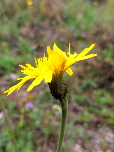 púpavec sivý (Leontodon incanus)