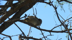 Rhynchospiza strigiceps