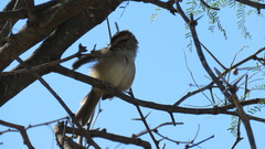 Rhynchospiza strigiceps