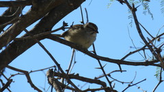 Rhynchospiza strigiceps