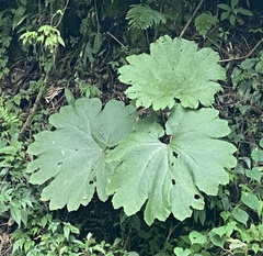 Gunnera