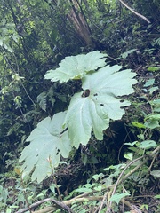 Gunnera