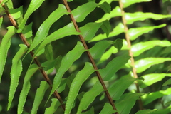 Nephrolepis biserrata