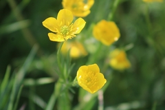 Ranunculus bulbosus