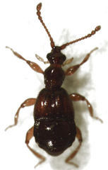 Pselaphophus atriventris