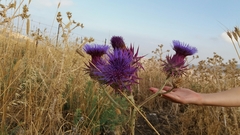 Cynara syriaca