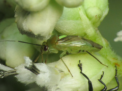 Proba vittiscutis