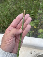 Eleocharis equisetoides