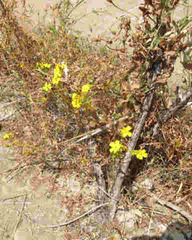 Deinandra