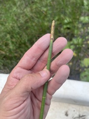 Eleocharis equisetoides