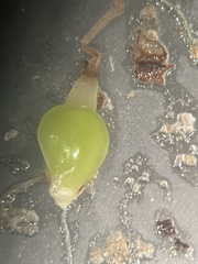 Eleocharis equisetoides