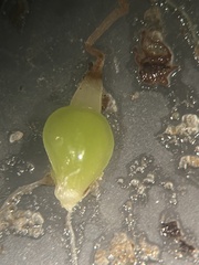 Eleocharis equisetoides